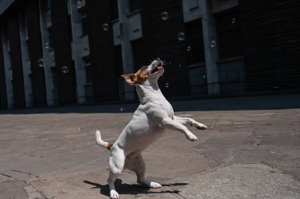 Χαριτωμένο Σκυλί Jack Russell Τεριέ Αλίευση Φυσαλίδες Σαπούνι Εξωτερικούς Χώρους — Φωτογραφία Αρχείου