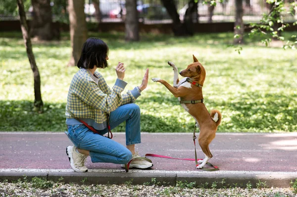 アフリカ犬のサベンジは公園の散歩中の所有者を5人高く評価しています — ストック写真