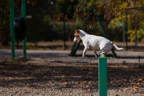 Jack Russell Terrier Chien Sautant Par Dessus Une Barrière Bois — Photo