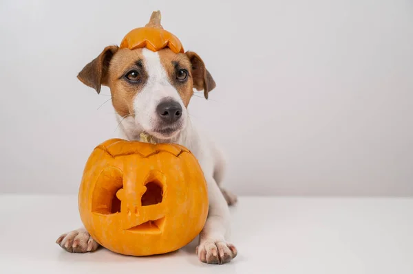 Jack Russell Terrier Pies Czapce Dyni Jack Latarni Białym Tle — Zdjęcie stockowe