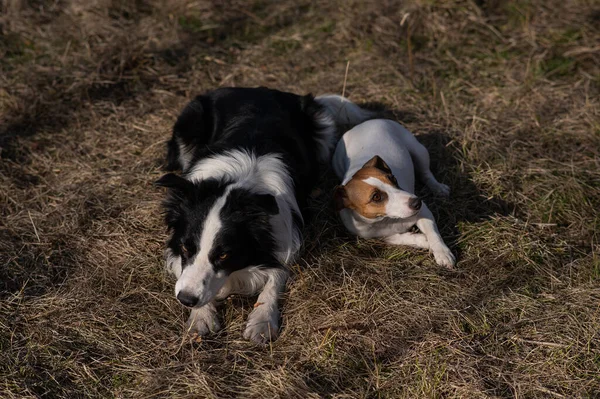 Dog Jack Russell Terrier Border Collie Lie Yellow Autumn Grass — Photo
