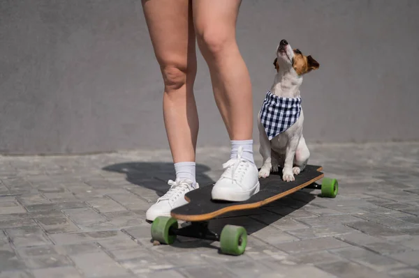 Caucasian Woman Riding Longboard Dog Jack Russell Terrier — Stock Photo, Image