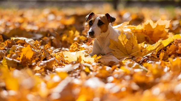 Jack Russell Terrier Hond Een Stapel Van Geel Gevallen Bladeren — Stockfoto