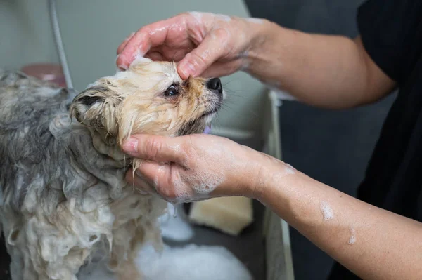 Groomer woman washing spitz dog with shampoo