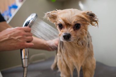 Bir kadın kuaförde şirin bir Pomeranya köpeği yıkıyor.