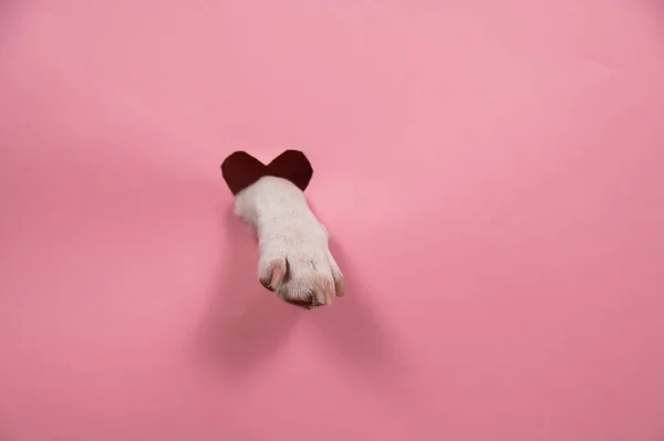 Una Zampa Cane Sporge Uno Sfondo Cartone Rosa Buco Forma — Foto Stock
