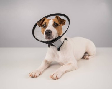 Ameliyattan sonra plastik külahta Jack Russell Terrier köpeği