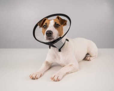 Jack Russell Terrier dog in plastic cone after surgery