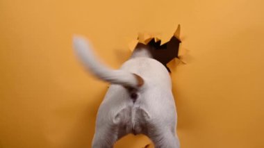 Turuncu arka planda yırtık bir kağıda yapışmış Jack Russell Terrier 'ın arkası. Köpek kuyruğunu sallıyor.