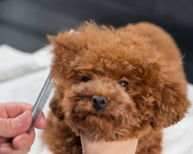 Bir kuaförde saç kesimi sırasında oyuncak bir kanişi tarayan bir kadın.