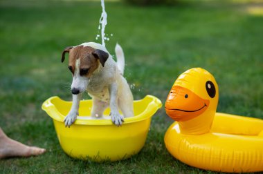 Sahibi köpeği yeşil çimenlikteki sarı bir havuzda yıkıyor.