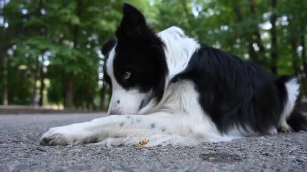 ボーダーコリー犬は屋外で恥を行使 — ストック動画