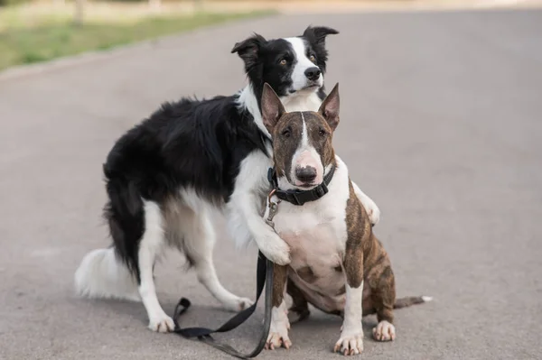 Preto Branco Borda Collie Abraçando Brindle Touro Terrier Passeio — Fotografia de Stock
