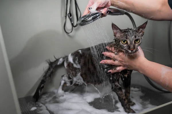 Frau Shampooniert Eine Gestromte Graue Katze Einem Pflegesalon — Stockfoto