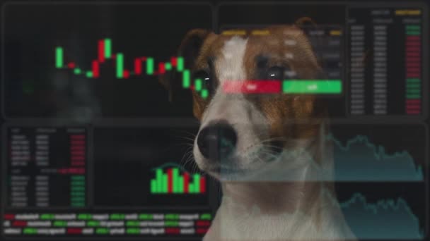 Jack Russell Terrier Hund Betrachtet Das Hud Menü Aktiendiagramme Maklerterminal — Stockvideo