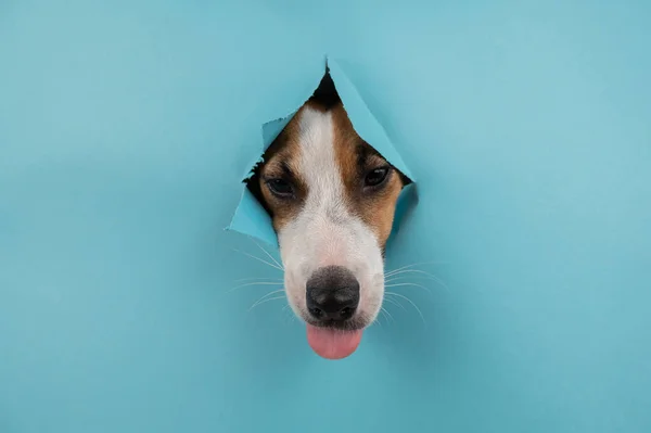 Funny dog muzzle from a hole on a paper blue background. Copy space. Jack Russell Terrier eats from the hands of the hostess
