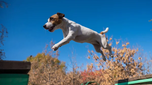 Jack Russell Terrier Chien Sautant Banc Bois Autre Dans Aire — Photo