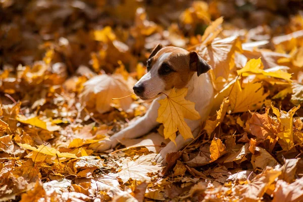 Jack Russell Terrier Pies Trzyma Żółty Liść Klonu Spacerze Jesiennym — Zdjęcie stockowe