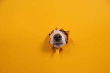 Jack Russell Terrier 'in burnu yırtılmış kağıt turuncu arka planda.