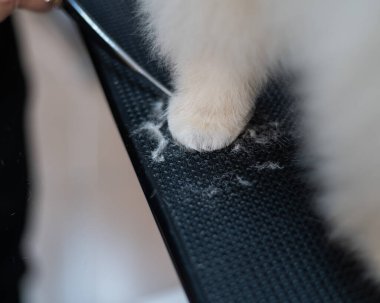 Bir kadın bir Spitz 'in pençesinde saç kesiyor. Kuaförde bir köpek.