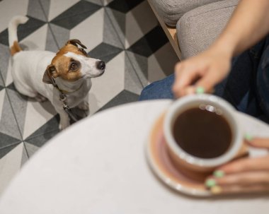 Köpek dostu bir kafede kahve içen bir kadın. Jack Russell bir kafede yerde oturuyor ve sahibini bekliyor.