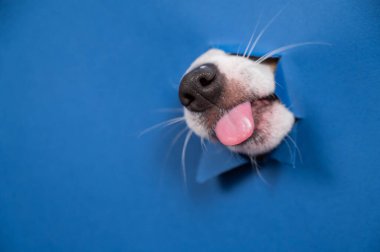 Jack Russell Terrier köpeği burnunu yalıyor ve yırtık kağıt mavi arka plandan eğiliyor.
