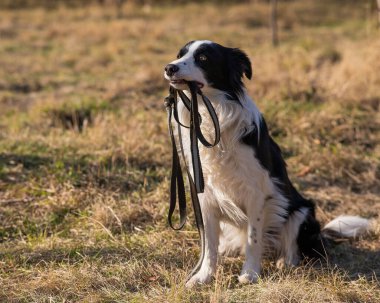 Border collie, sonbahar parkında yürürken ağzında bir tasma tutuyor.