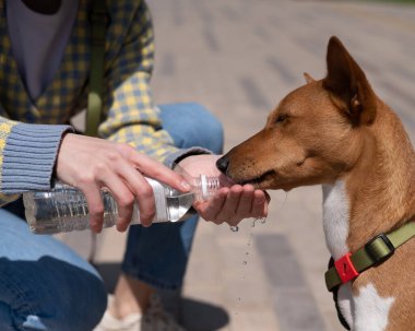 Sahibi, Afrikalı köpek Basenji 'yi sıcakta bir şişeden sular.