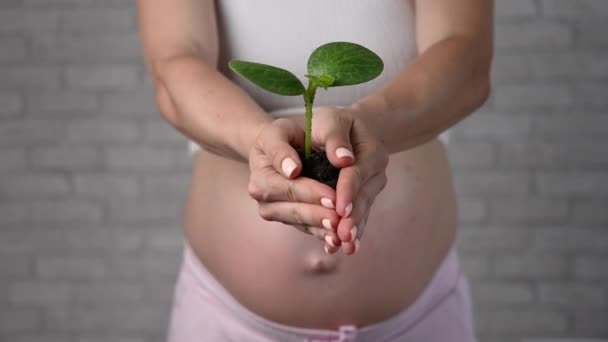Беременная Женщина Протягивает Вперед Росток Обрезанный Животик — стоковое видео