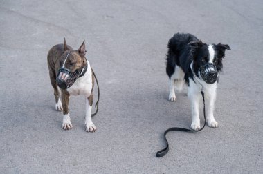 Köpekler çoban köpekleri ve köpek teriyerlerinin etrafını sarar. Ağızlıkları ve tasmaları açık havada dolaşır.