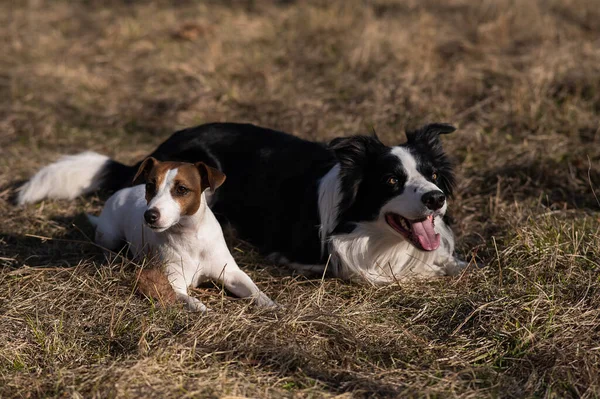 Dog Jack Russell Terrier Border Collie Lie Yellow Autumn Grass — Zdjęcie stockowe