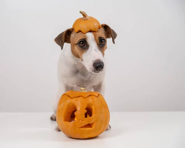 Jack Russell Terrier Pies Czapce Dyni Jack Latarni Białym Tle — Zdjęcie stockowe