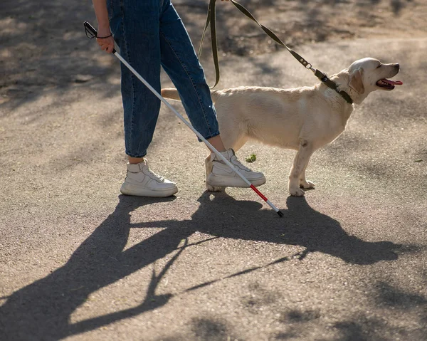 Nahaufnahme Weiblicher Beine Mit Blindenstock Und Blindenhund Freien — Stockfoto
