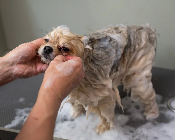 Pflegerin Wäscht Spitz Hund Mit Shampoo — Stockfoto