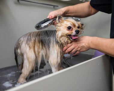 Bir kadın kuaförde şirin bir Pomeranya köpeği yıkıyor.