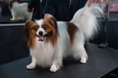 Papillon Continental Spaniel köpeğini kuaförde tutan kadın.