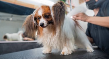 Beyaz bir kadın köpeği kurutuyor. Papillon Continental Spaniel kuaförde