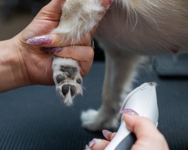 Groomer kuaförde bir chihuahua 'nın patilerinde saç kesiyor. Komik dekoratif köpek.