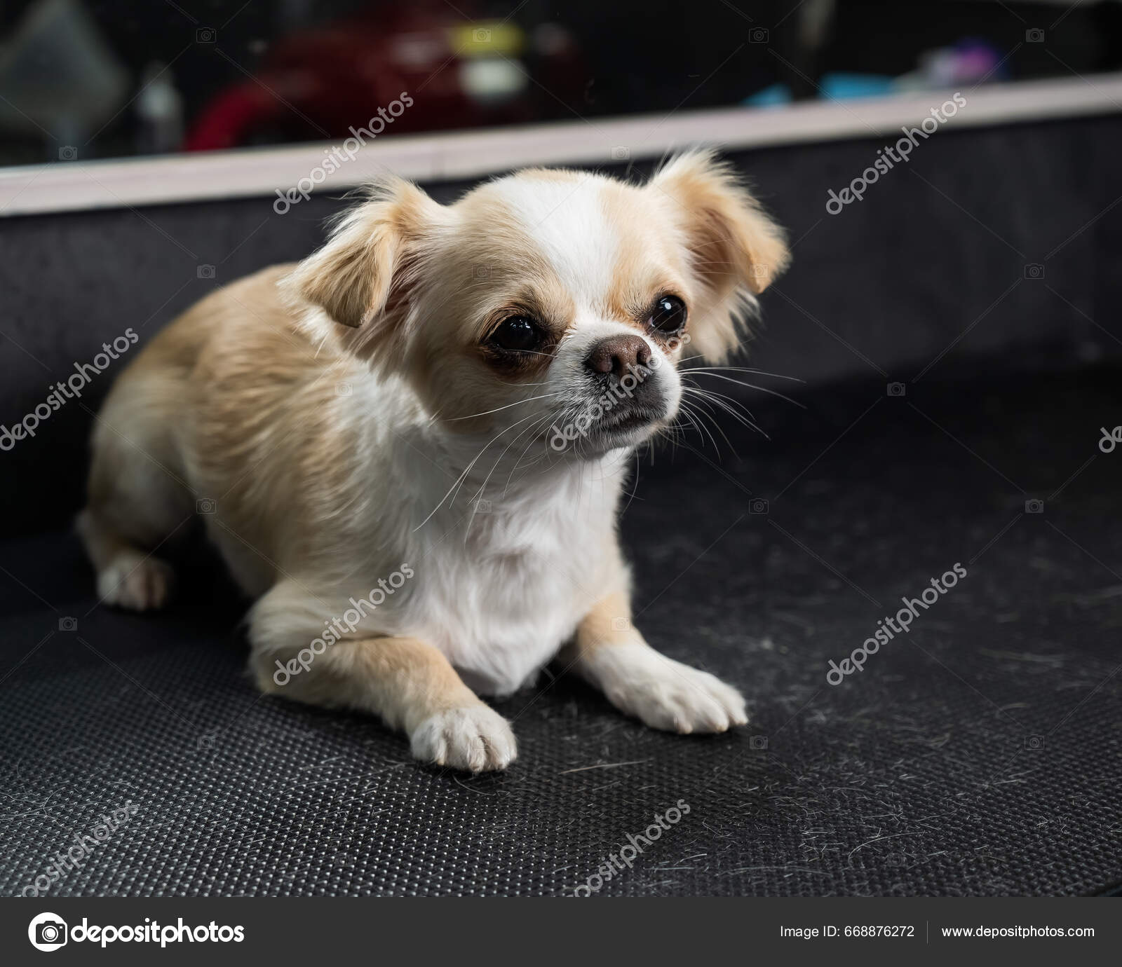 Groomer Cuts Hair Paws Chihuahua Grooming Salon Funny Decorative Dog Stock Photo inside studio 668876272