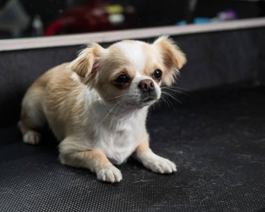 Groomer kuaförde bir chihuahua 'nın patilerinde saç kesiyor. Komik dekoratif köpek.