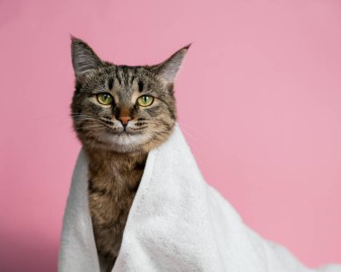 Pembe arka planda beyaz havluya sarılı çizgili kedi.