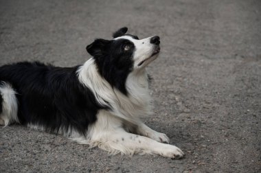 Asfaltta yatan siyah beyaz bir çoban köpeğinin portresi