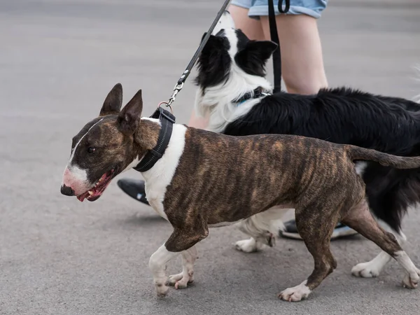 Kadın Iki Köpeği Gezdiriyor Kadın Bacaklarına Yakın Plan Sınır Köpeği — Stok fotoğraf