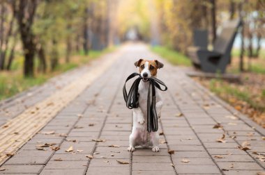 Jack Russell Terrier köpeği sonbahar parkında bir yürüyüş için tasma tutuyor.