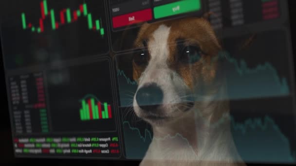 Jack Russell Terrier Hunden Tittar Hud Menyn Aktiescheman Mäklarterminal — Stockvideo