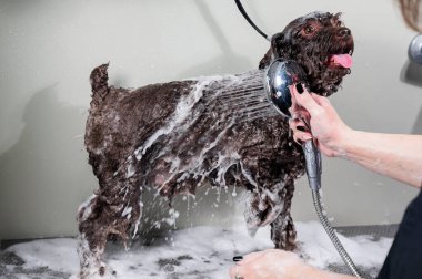 Kadın kuaförde mini fino köpeğini şampuanlıyor.