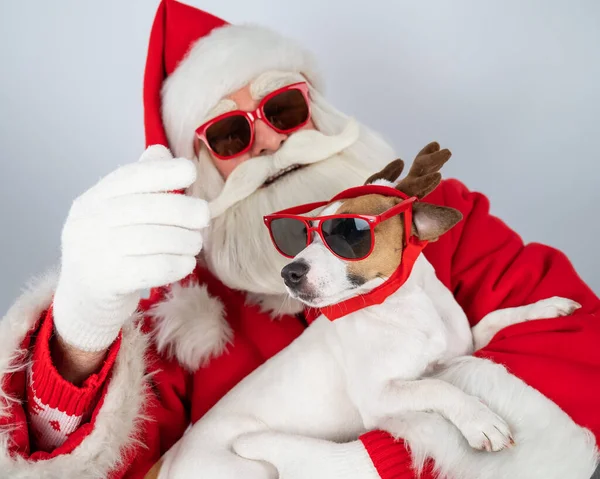 Portrait of santa claus in sunglasses and dog jack russell terrier in rudolf reindeer ears on a white background