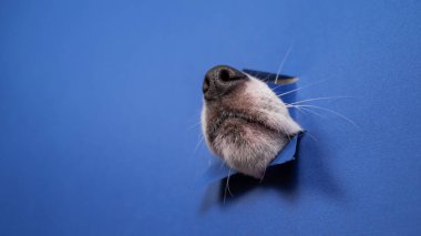 Jack Russell Terrier köpek burnu yırtılmış kağıt mavisi arka planda