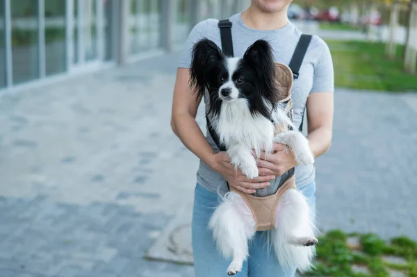 A woman walks with a dog in a backpack. A close-up portrait of a Continental Pappilion Spaniel in a sling