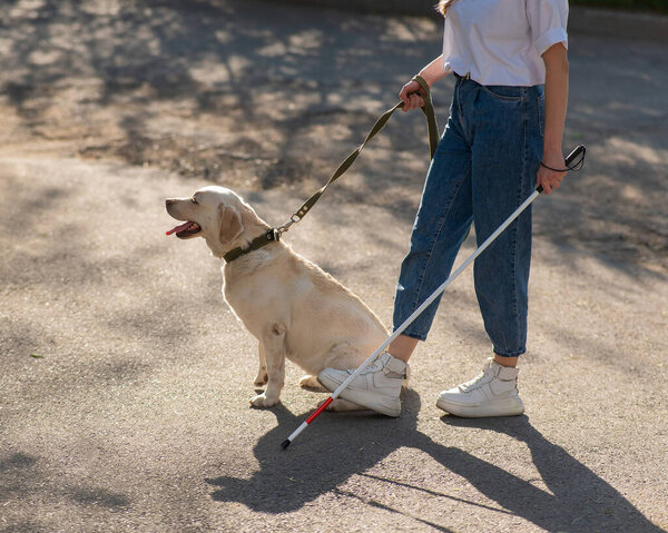 Close-up of female legs with tactile cane and guide dog outdoors